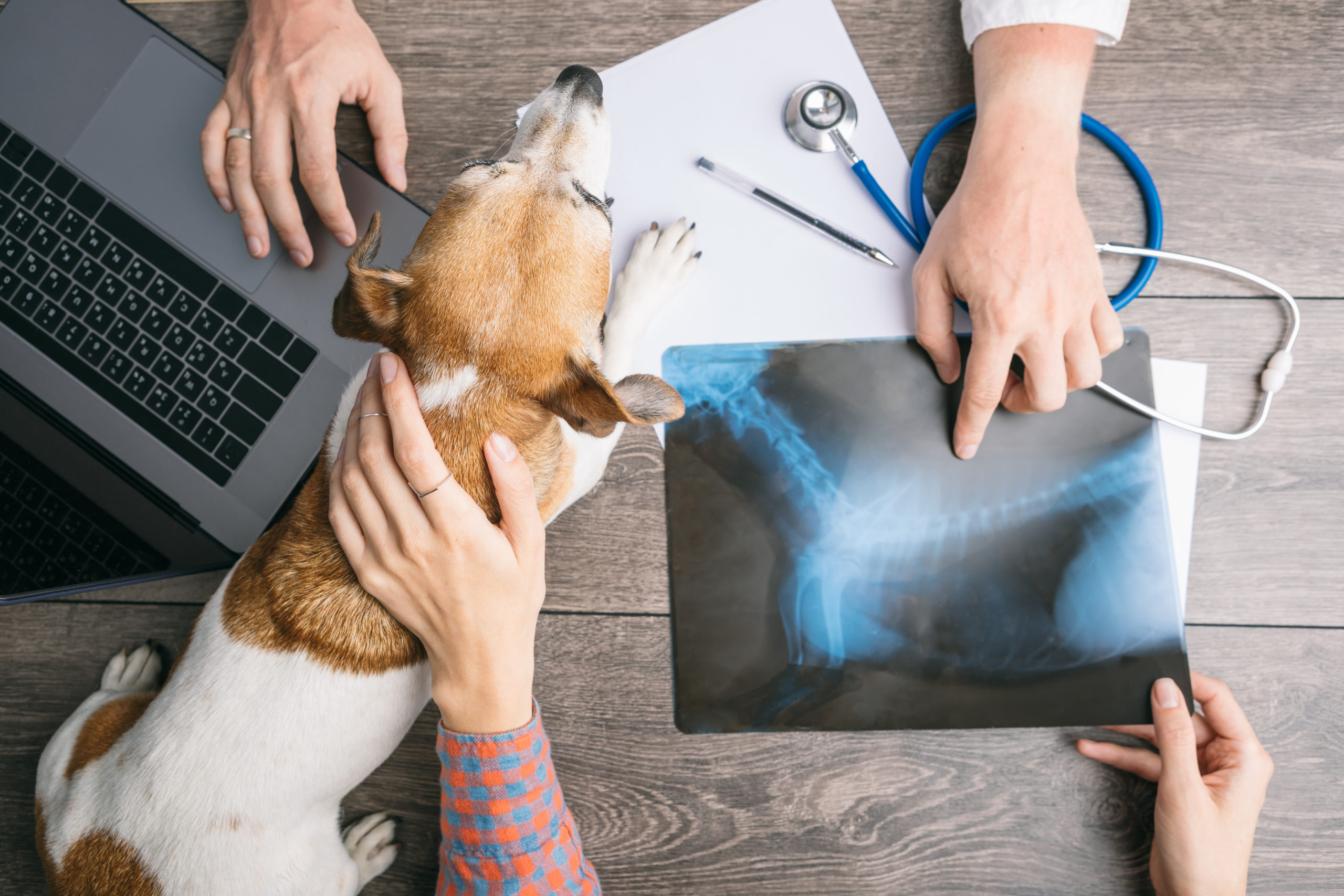 veterinary examination consultation with an X-ray. Dog Jack Russell terrier and owners and doctors hands on the table with computer.