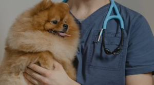 Pomeranian Checkup